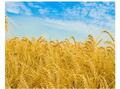 Продаю пшеницу 4 класс. Самарская область 8 тыс.т.