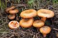 Продам грибы (рыжики и белые грузди)